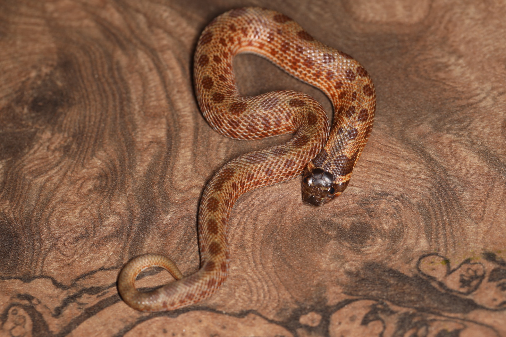 セイブシシバナヘビ スイスチョコレートコンダ