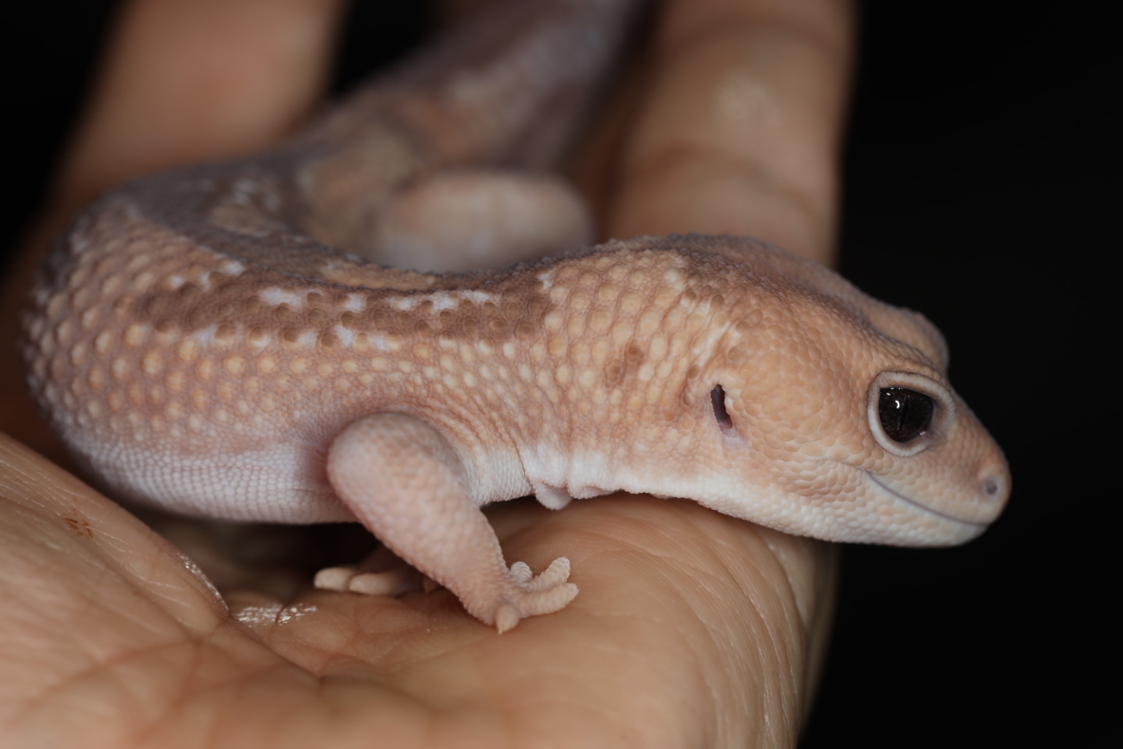 ニシアフリカトカゲモドキ キャラメルズールー 【特価】