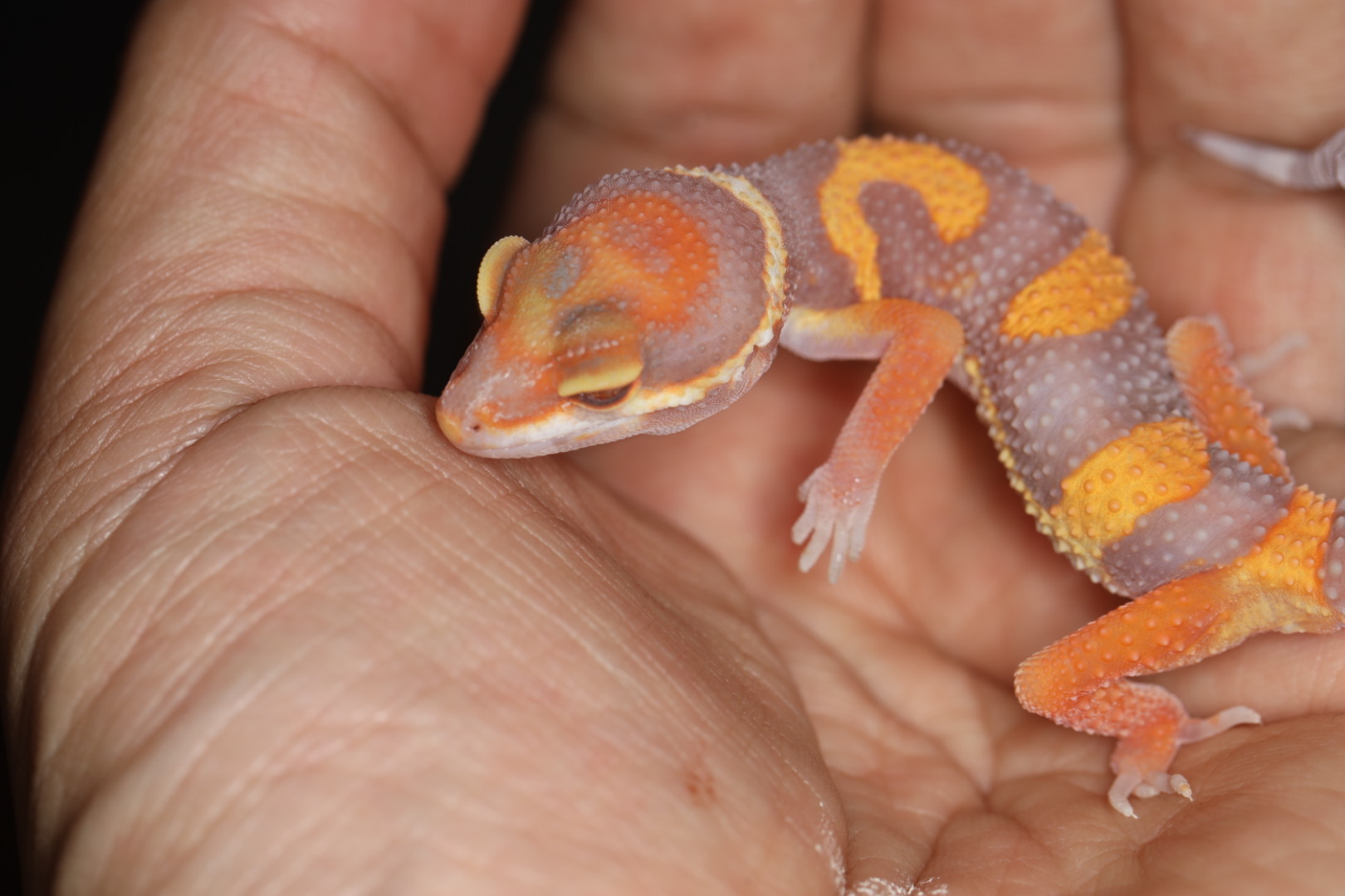 ヒョウモントカゲモドキ レッドダイヤモンド