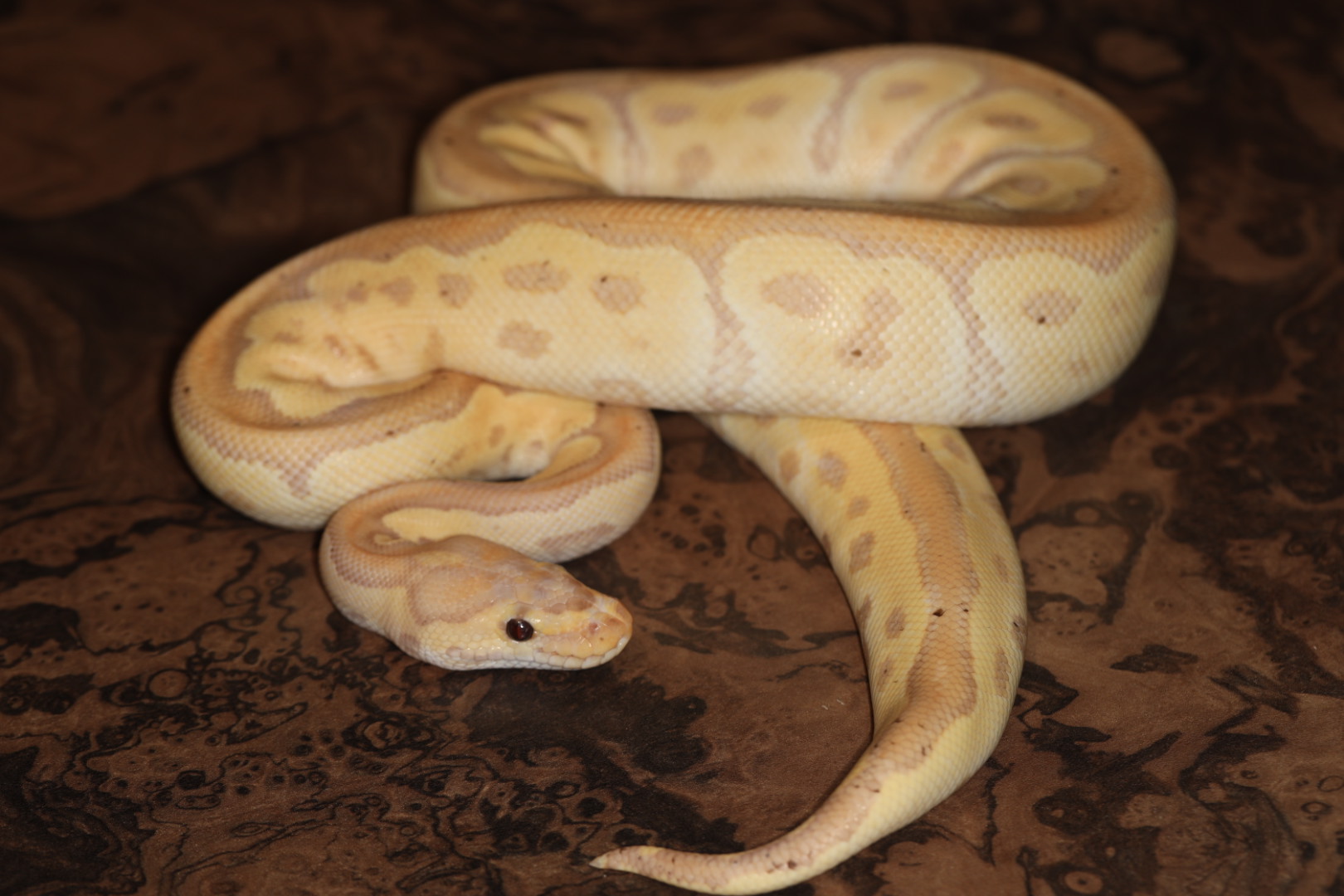 ボールパイソン コーラルグロークラウン