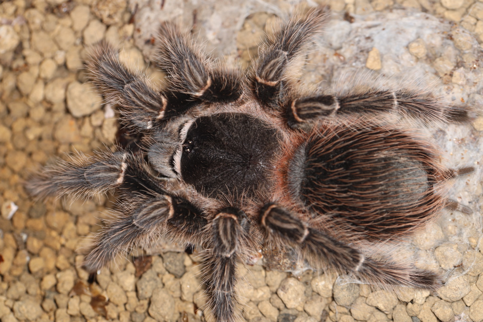 バイーアダークグレー