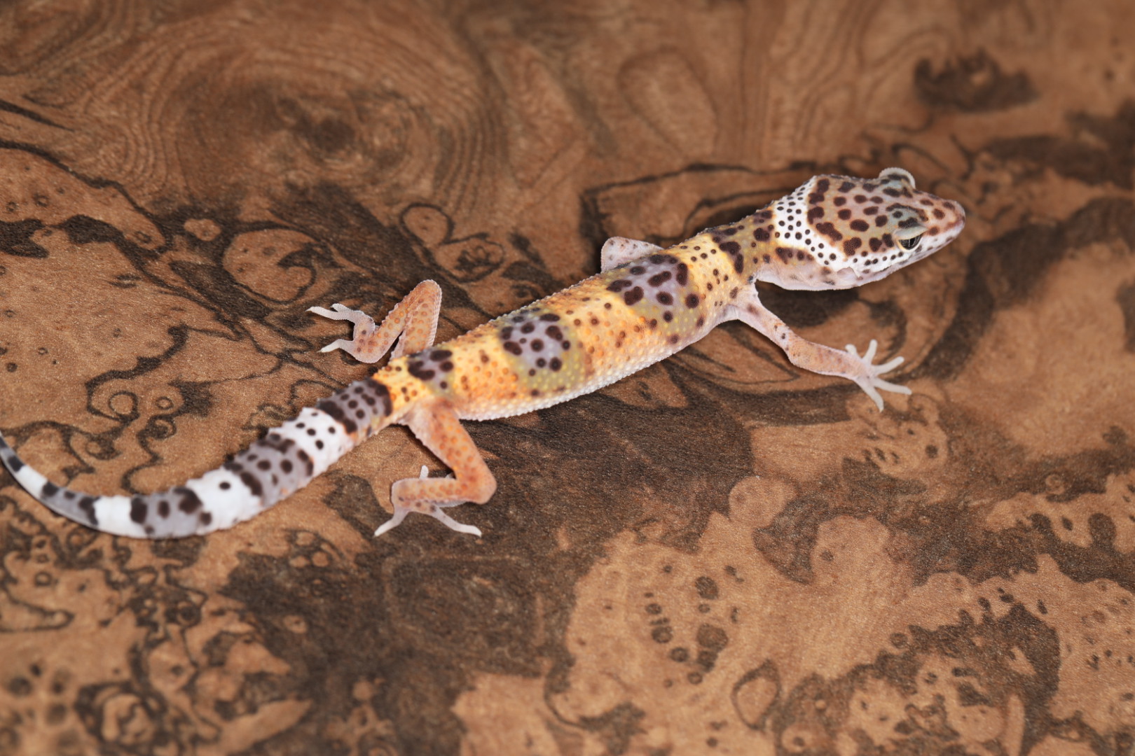 ヒョウモントカゲモドキ ハイイエロー 【SALE】