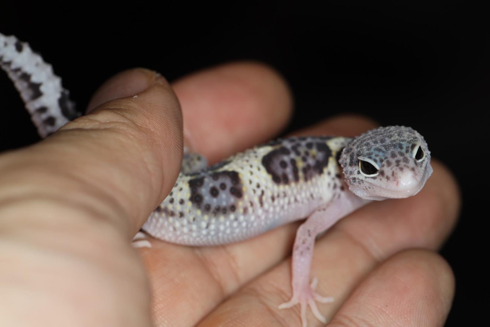 ヒョウモントカゲモドキ スノーエクリプス 【SALE】