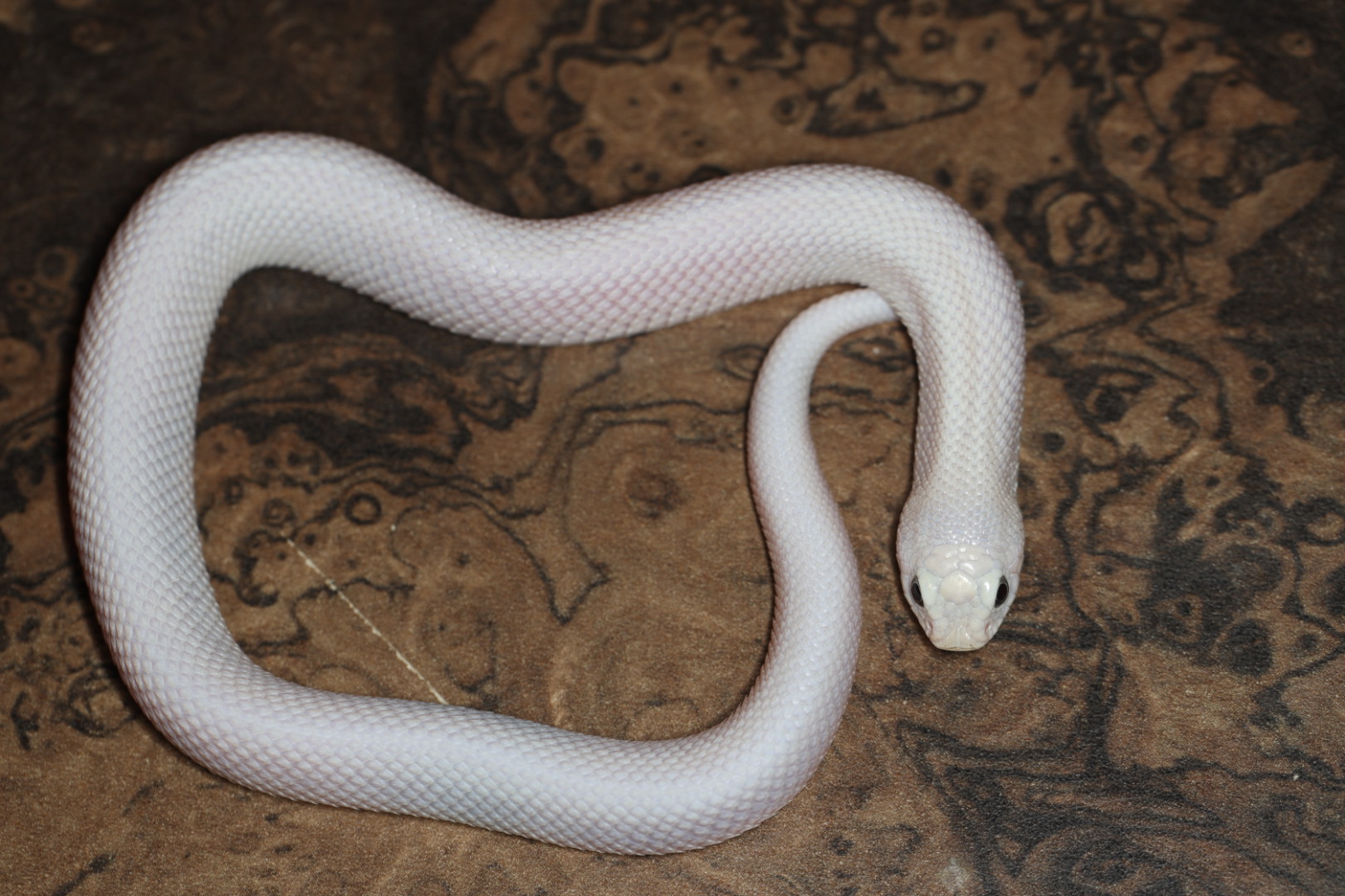 セイブシシバナヘビ リューシスティック