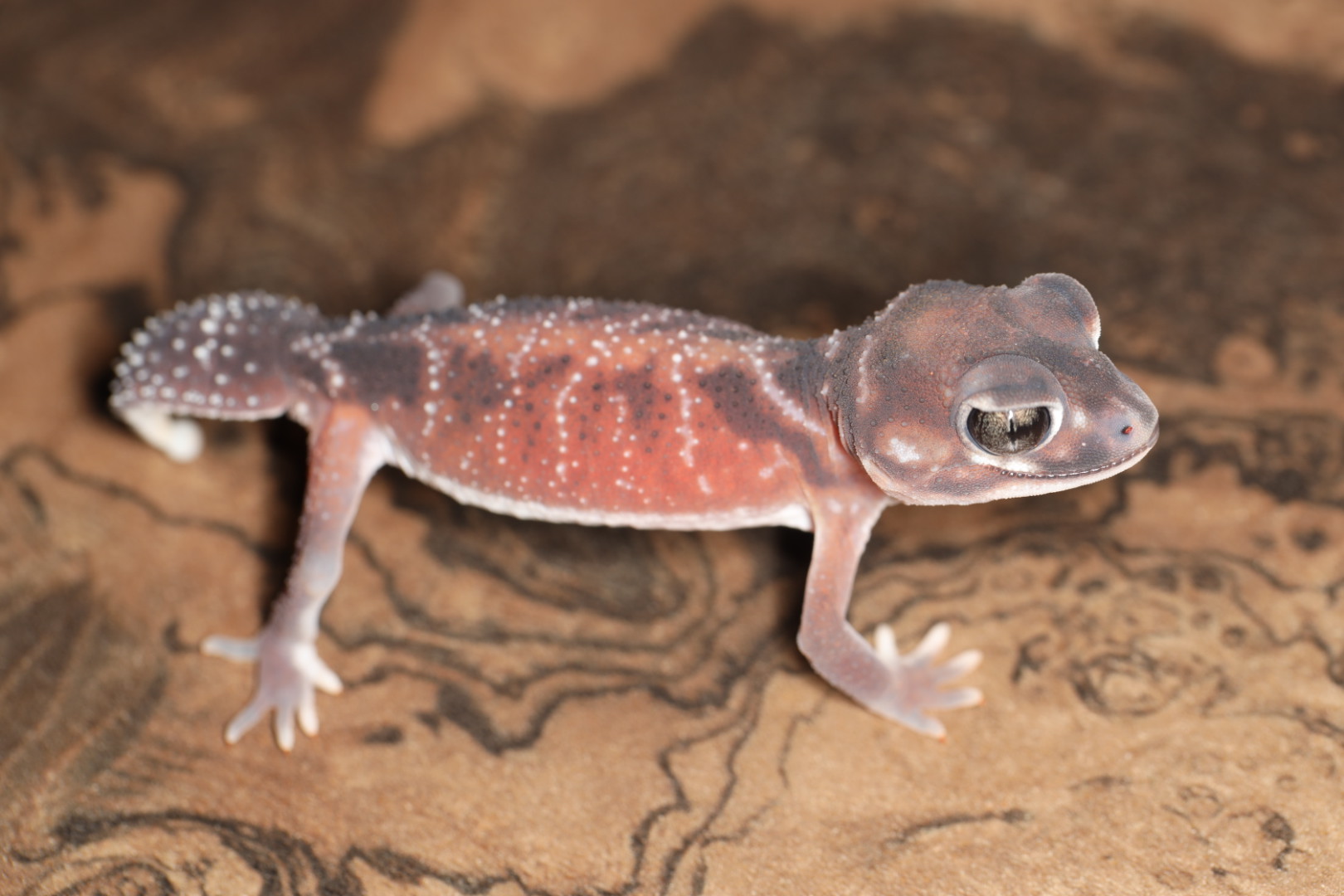 ナメハダタマオヤモリ