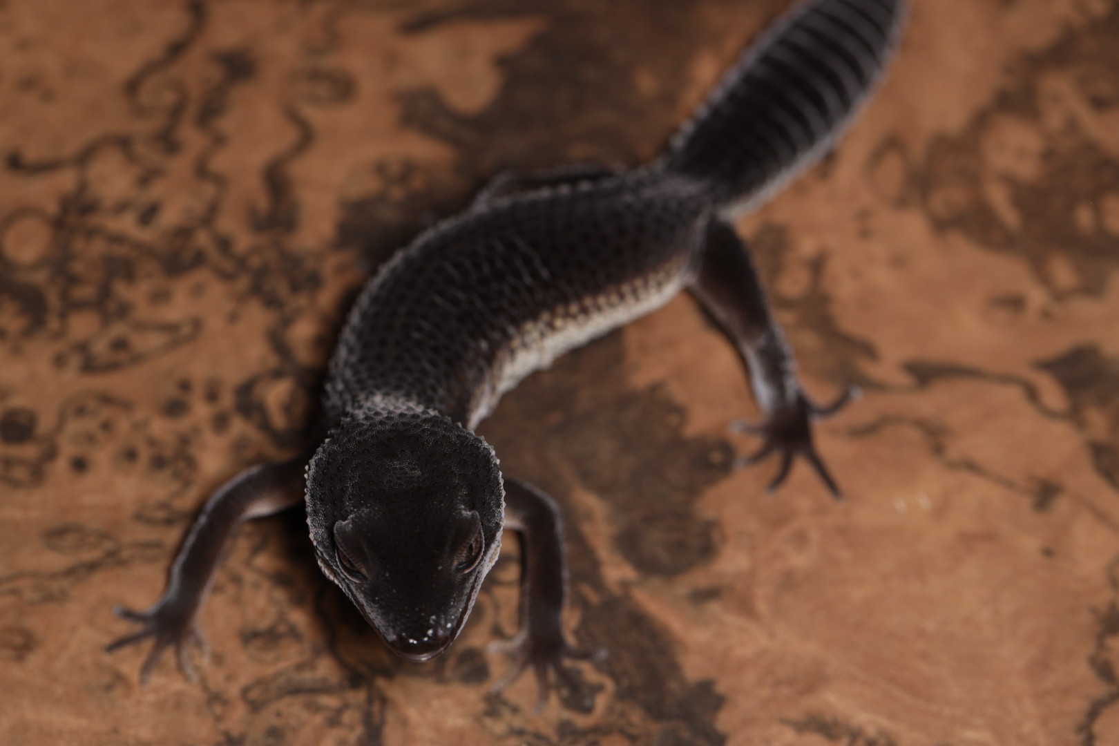 ヒョウモントカゲモドキ ブラックナイト Sグレード