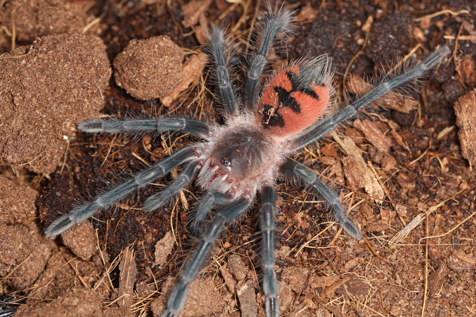 テラフォシダエsp ドラド