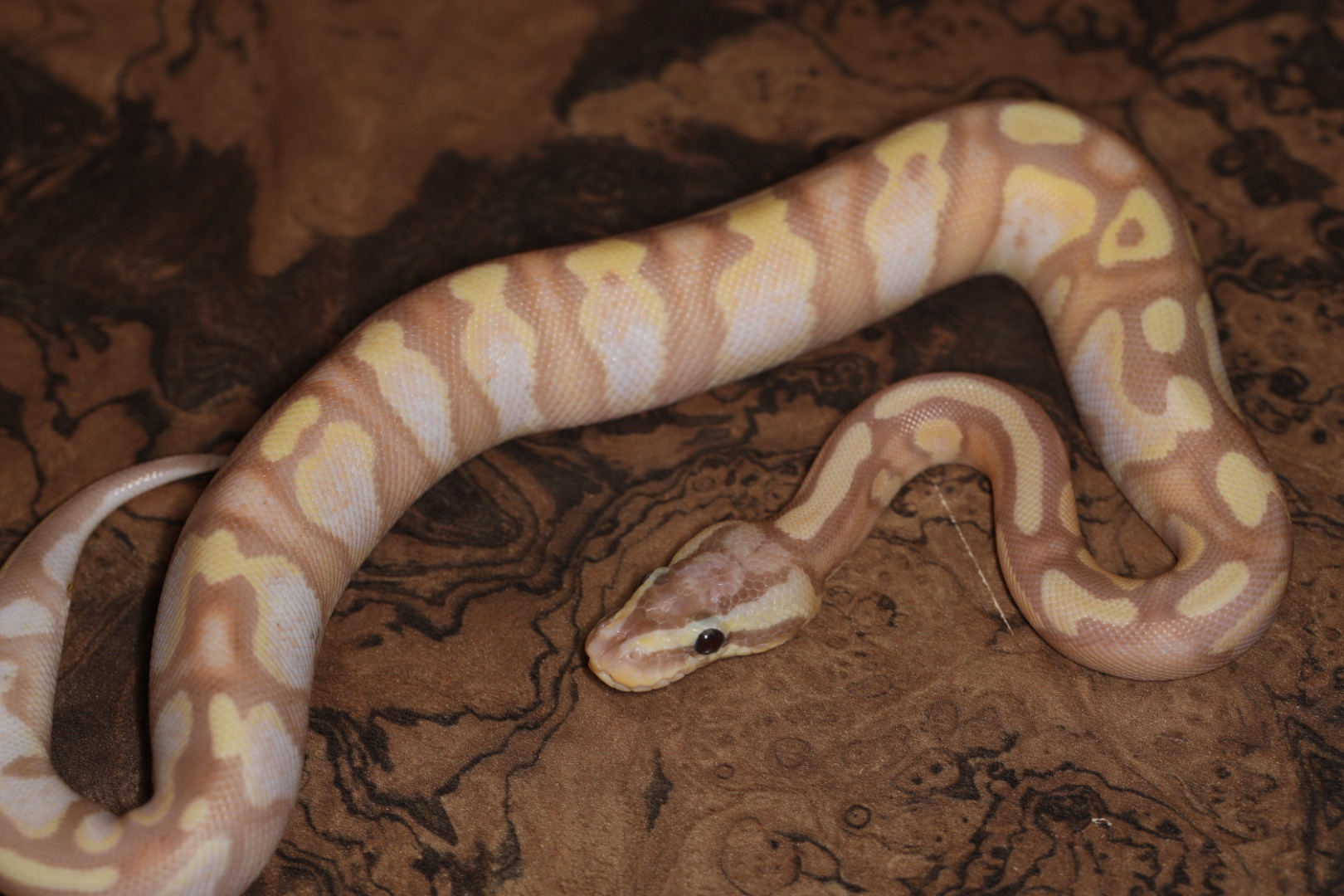 ボールパイソン コーラルグローパステルエンチhetパイド