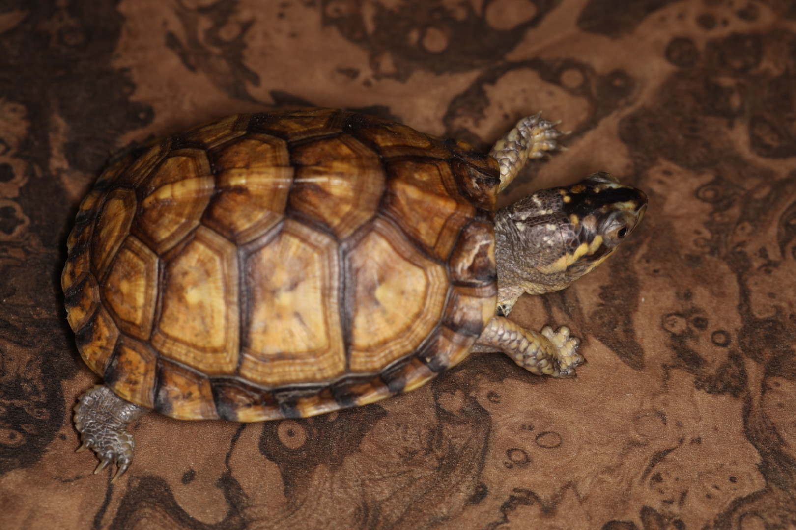 トウブハコガメ