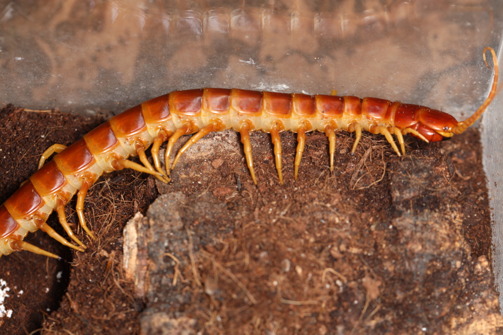 ペルビアンオレンジバンデッド