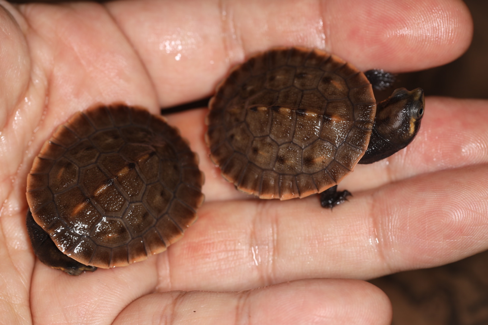 ミナミニューギニアカブトガメ