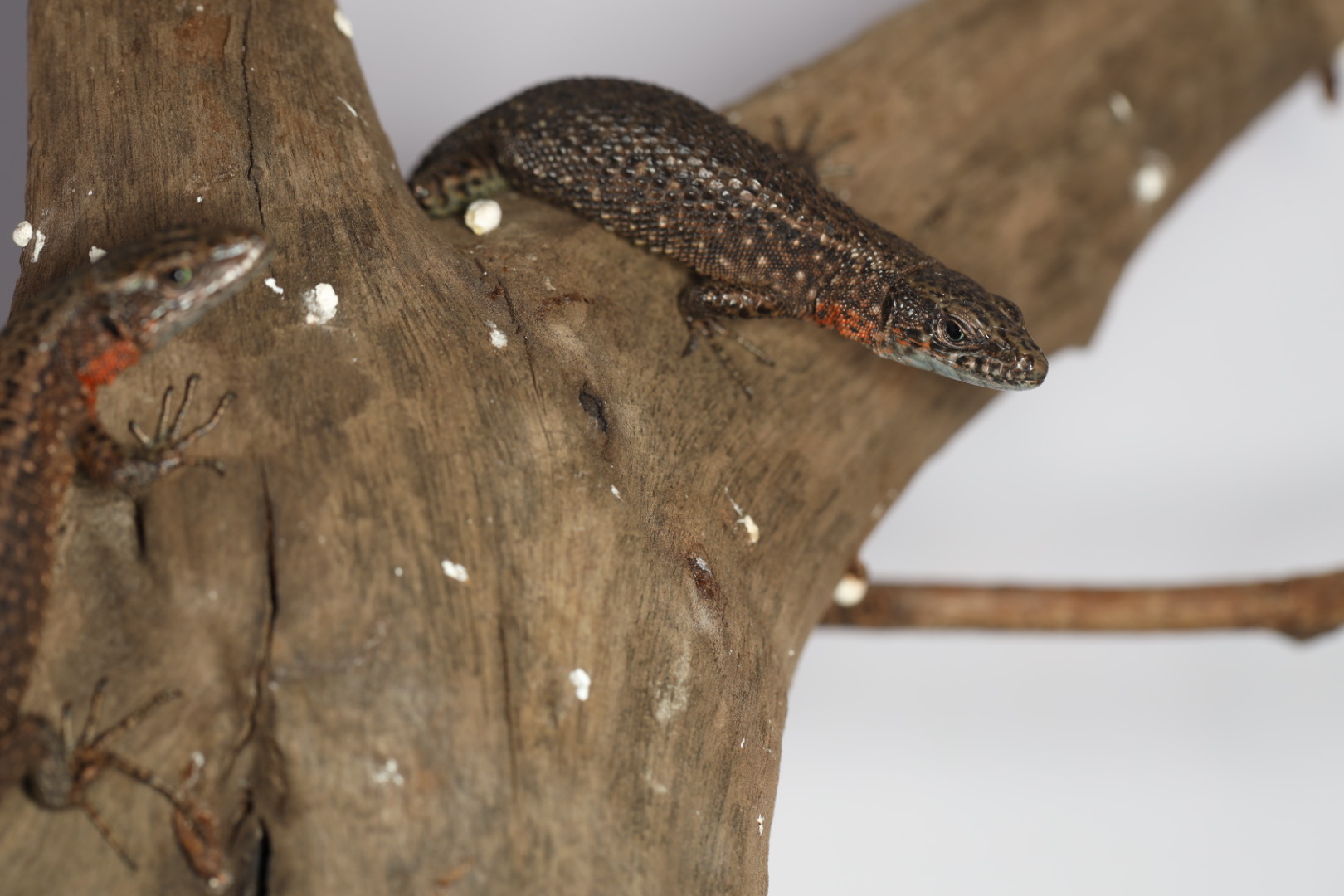 アオノドキールカナヘビ