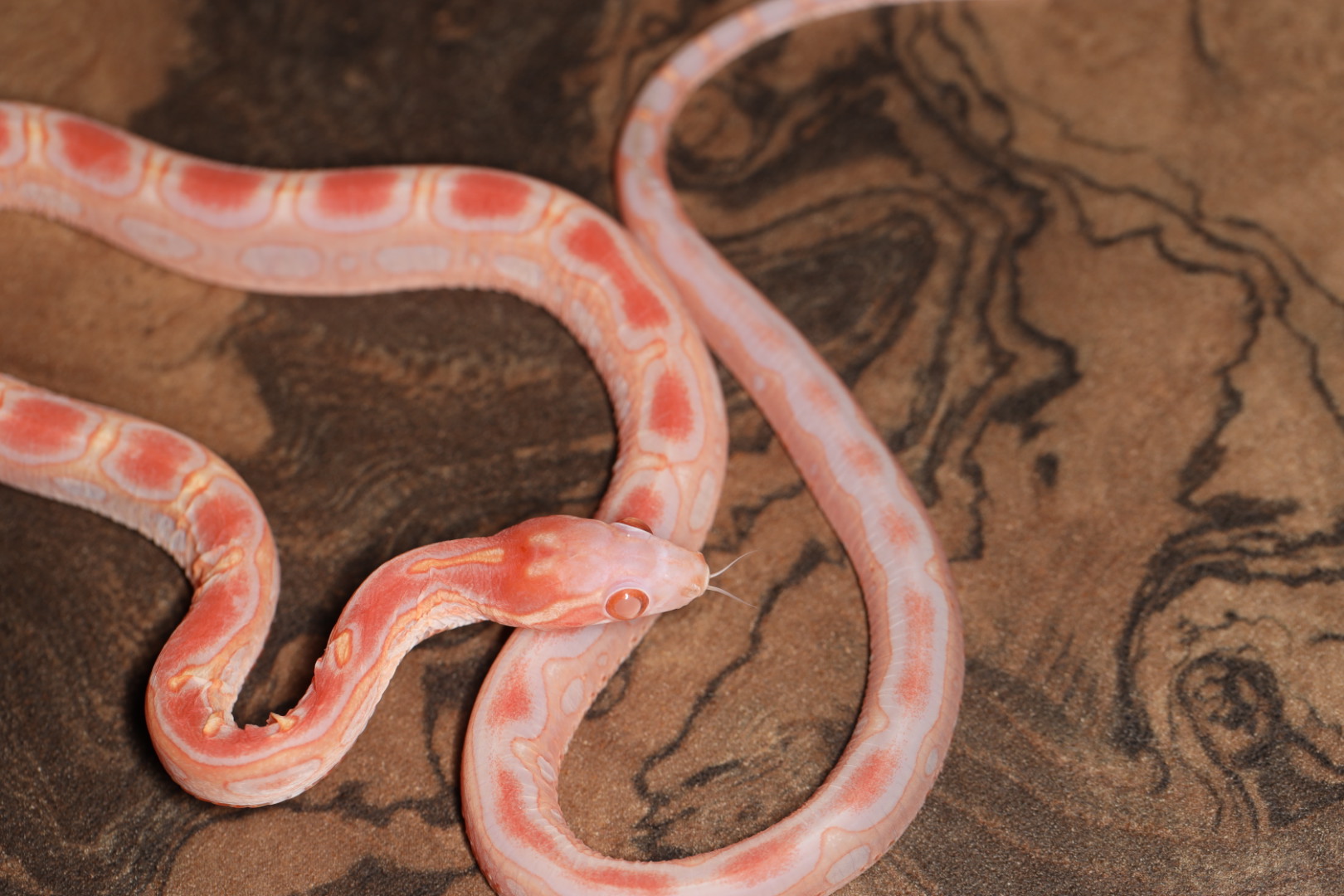 コーンスネーク アメラニスティックスケールレス