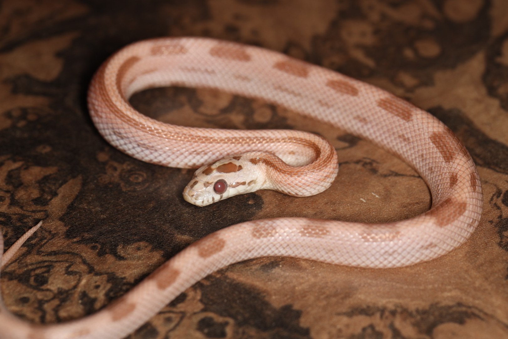 コーンスネーク パステルゴーストモトレーストライプ