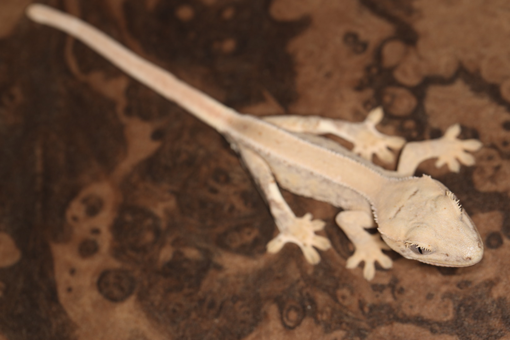 クレステッドゲッコー リリーホワイトhetアザン