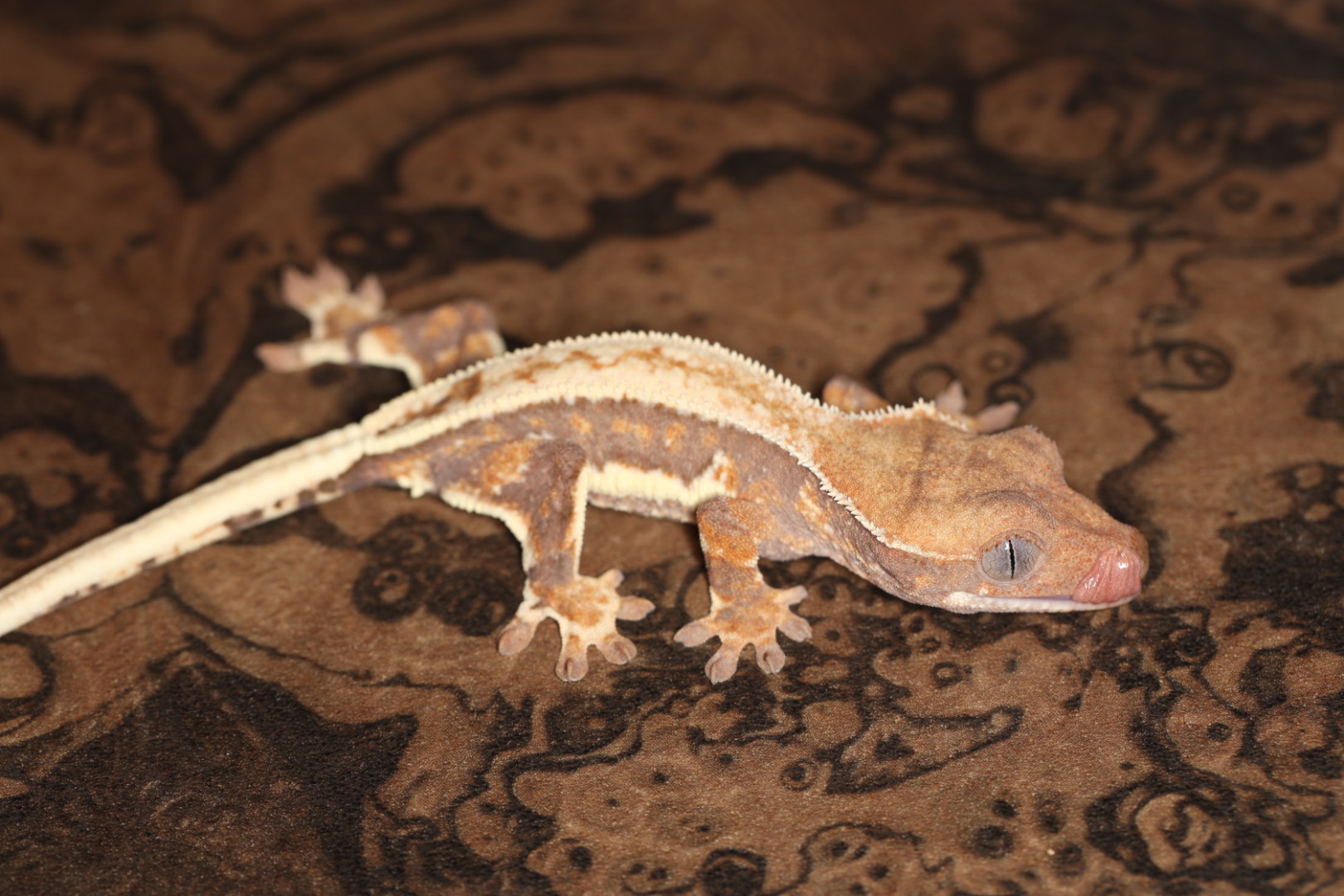 クレステッドゲッコー セーブルリリー