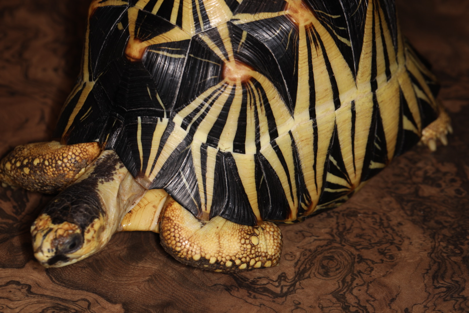 ホウシャガメ 第230-05878号