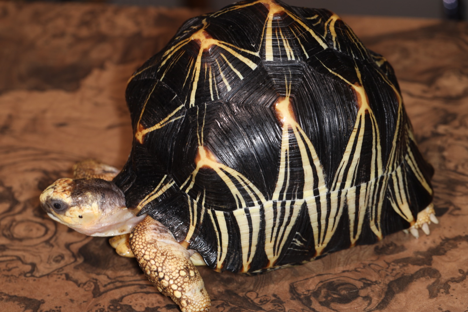 ホウシャガメ 第230-05881号