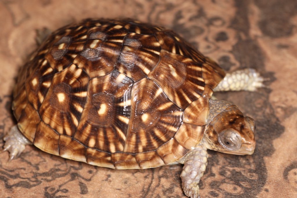 ミツユビハコガメ Sグレード