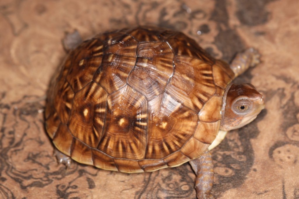 ミツユビハコガメ Sグレード