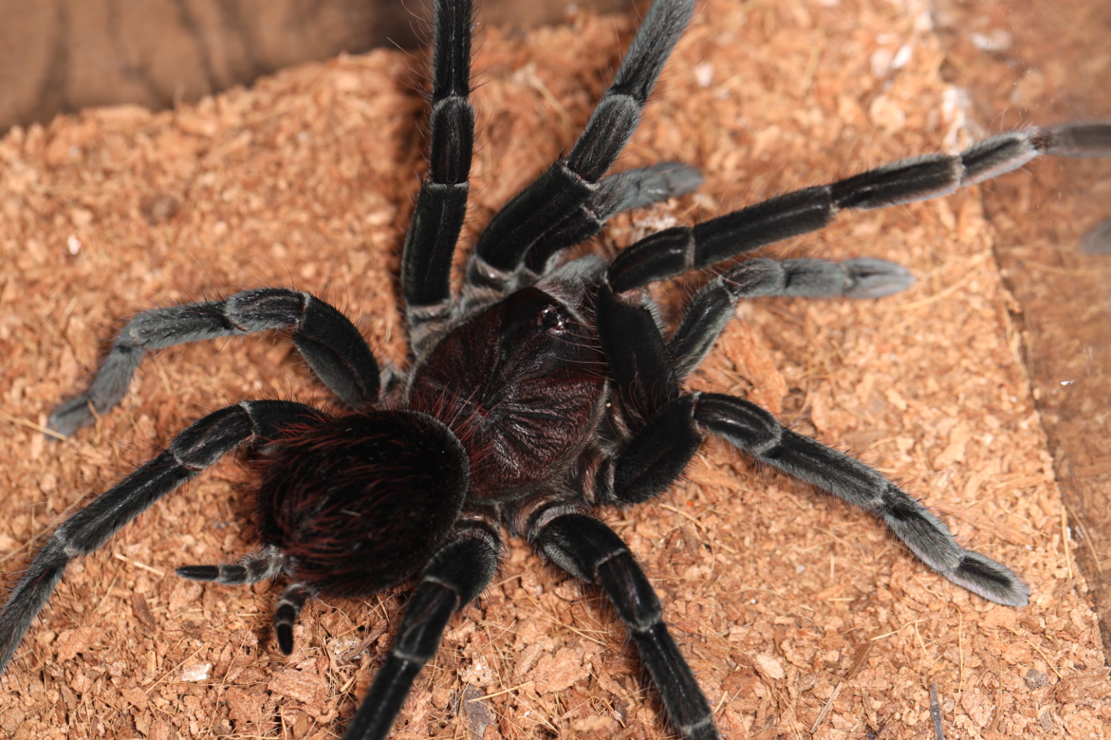 パンフォべテウスsp.ゴライアス 【特価】