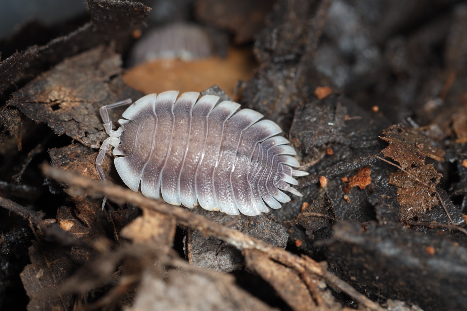 ワーネリーオオワラジムシ 5匹セット