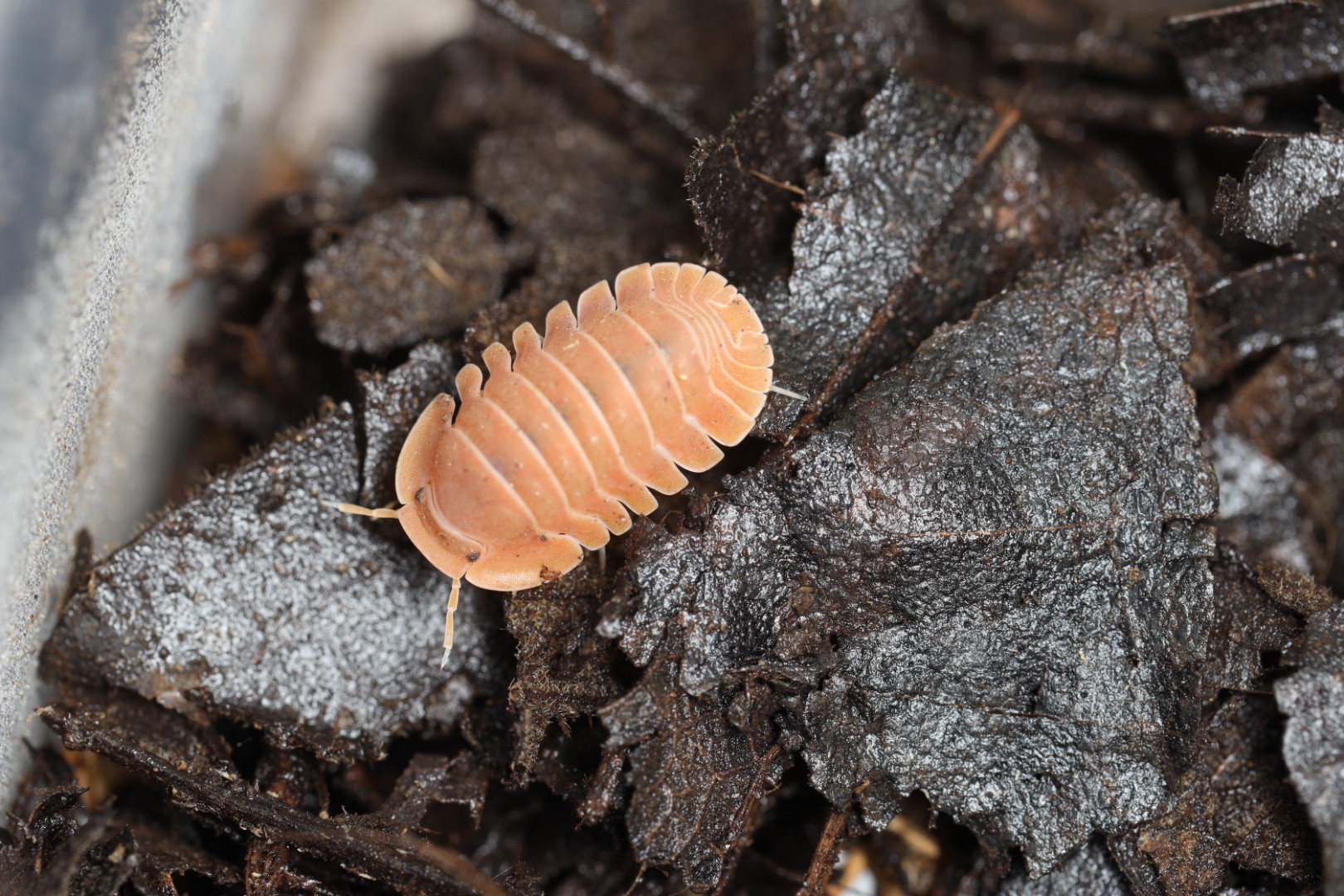 ダンゴムシ グエン 5匹セット