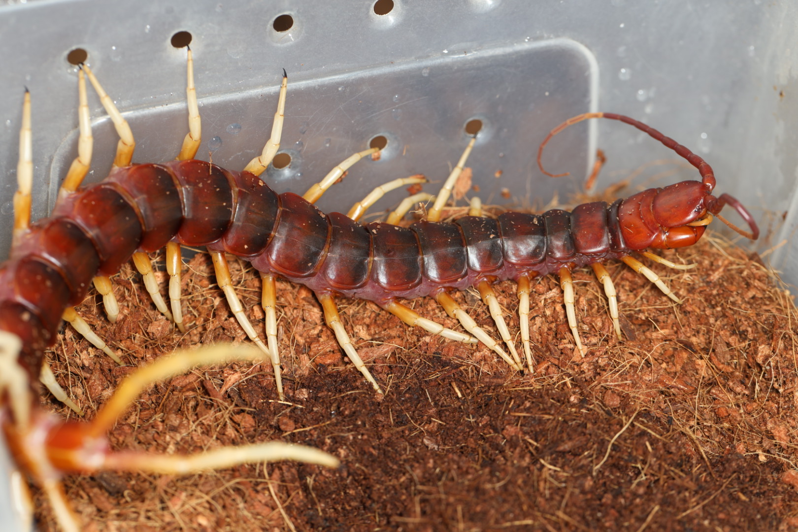 ペルビアンホワイトレッグ