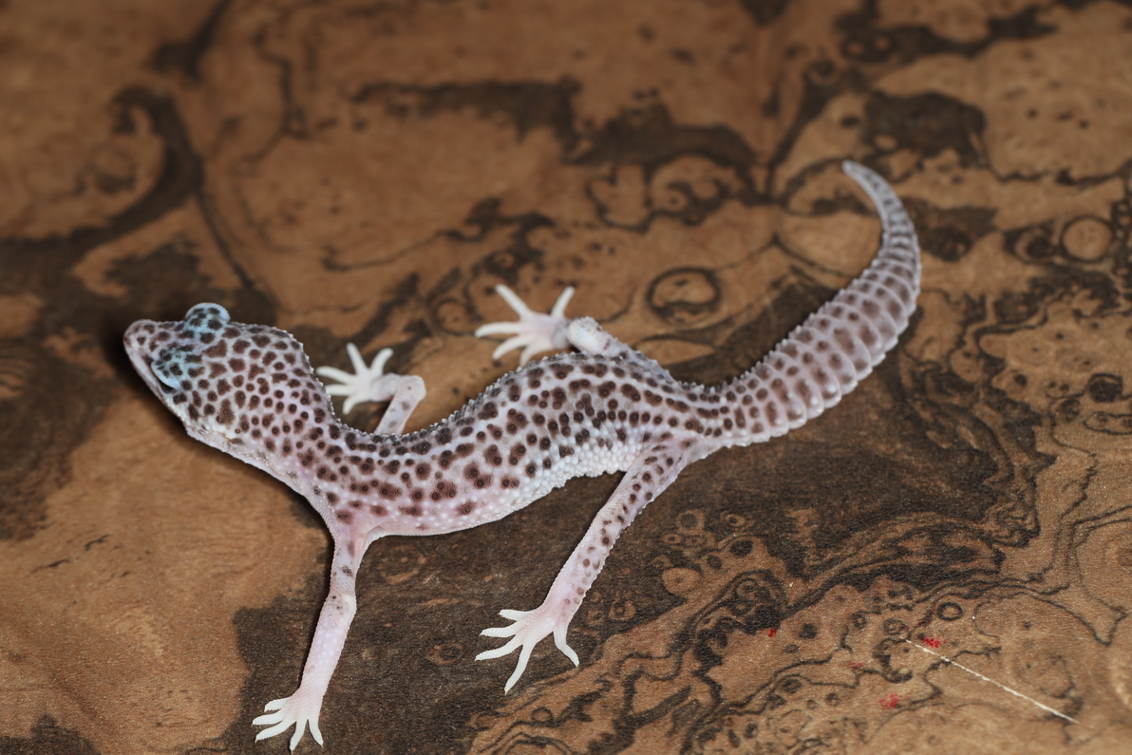 ヒョウモントカゲモドキ ブラックナイトスーパースノー Aグレード