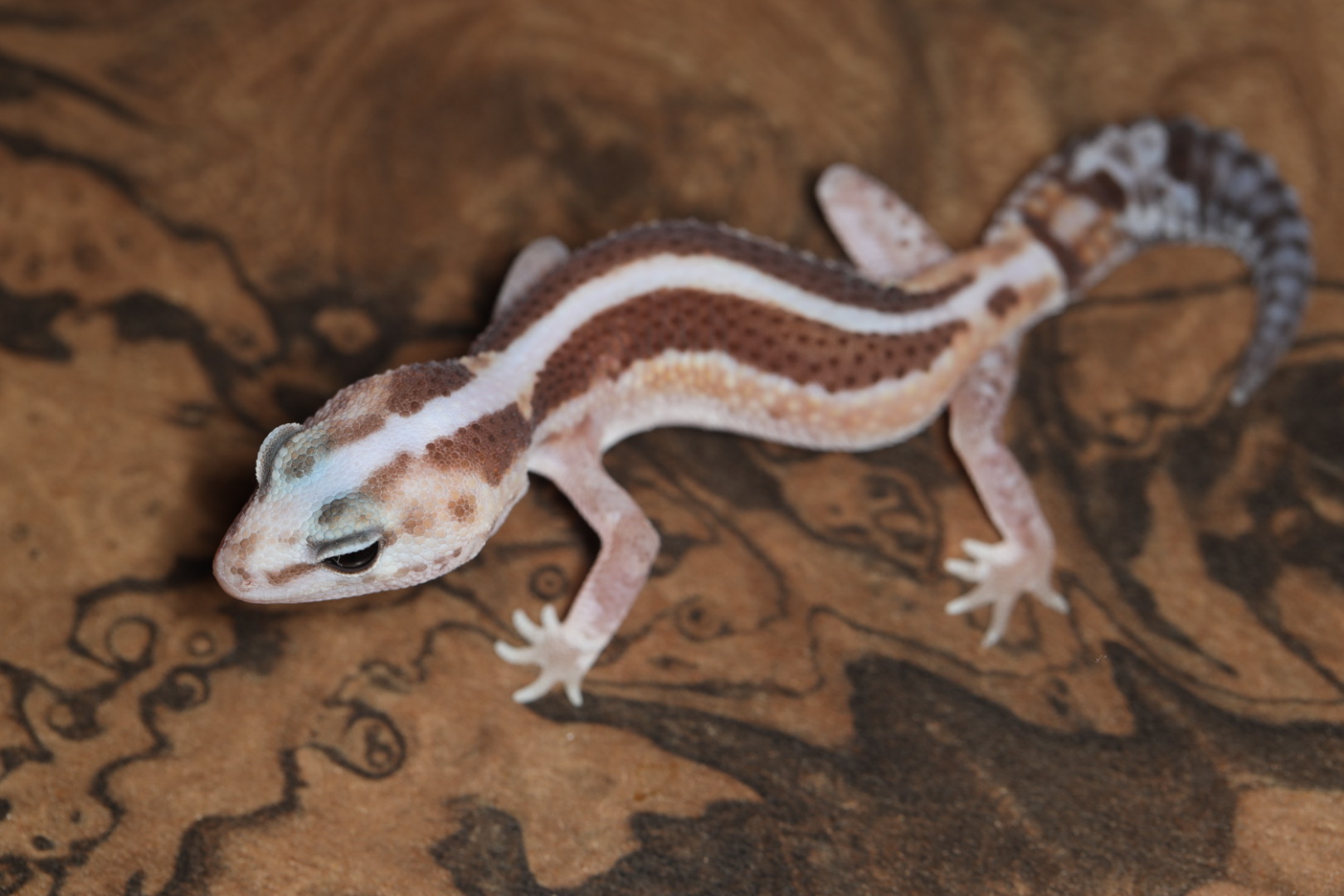 ニシアフリカトカゲモドキ ゼロズールー