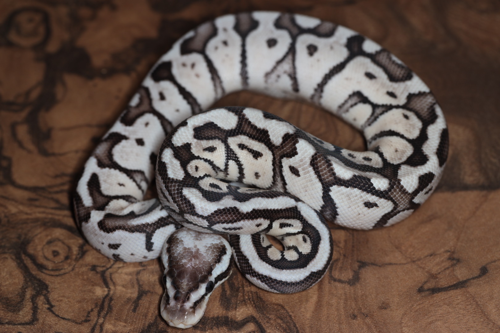 ボールパイソン スーパーパステルTSKアザン