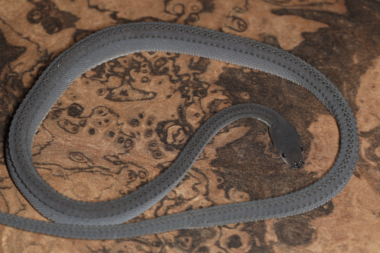 ドラゴンスネーク