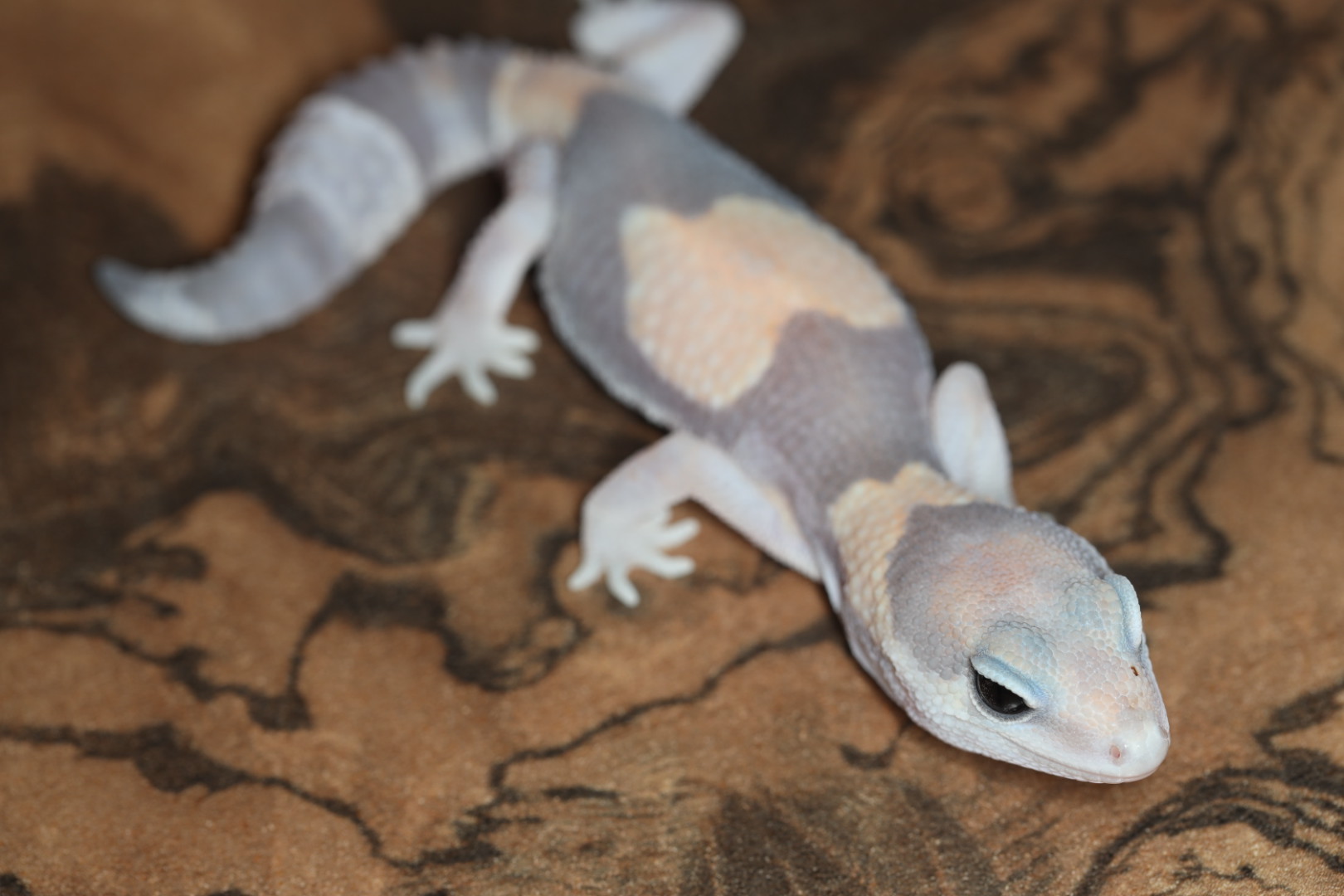 ニシアフリカトカゲモドキ ゴーストhetオレオ 66%phパタンレス