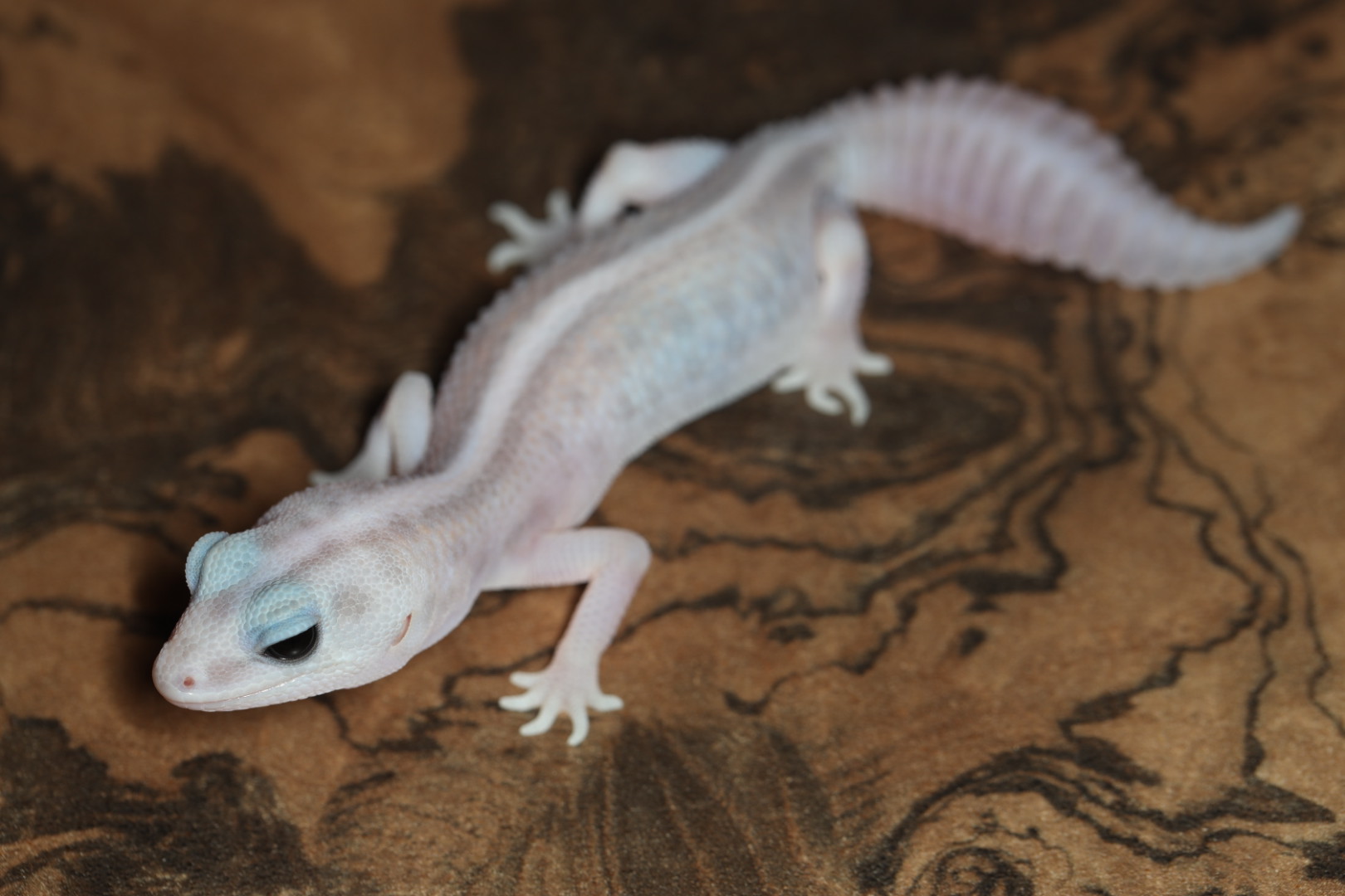 ニシアフリカトカゲモドキ ゴーストオレオパタンレス