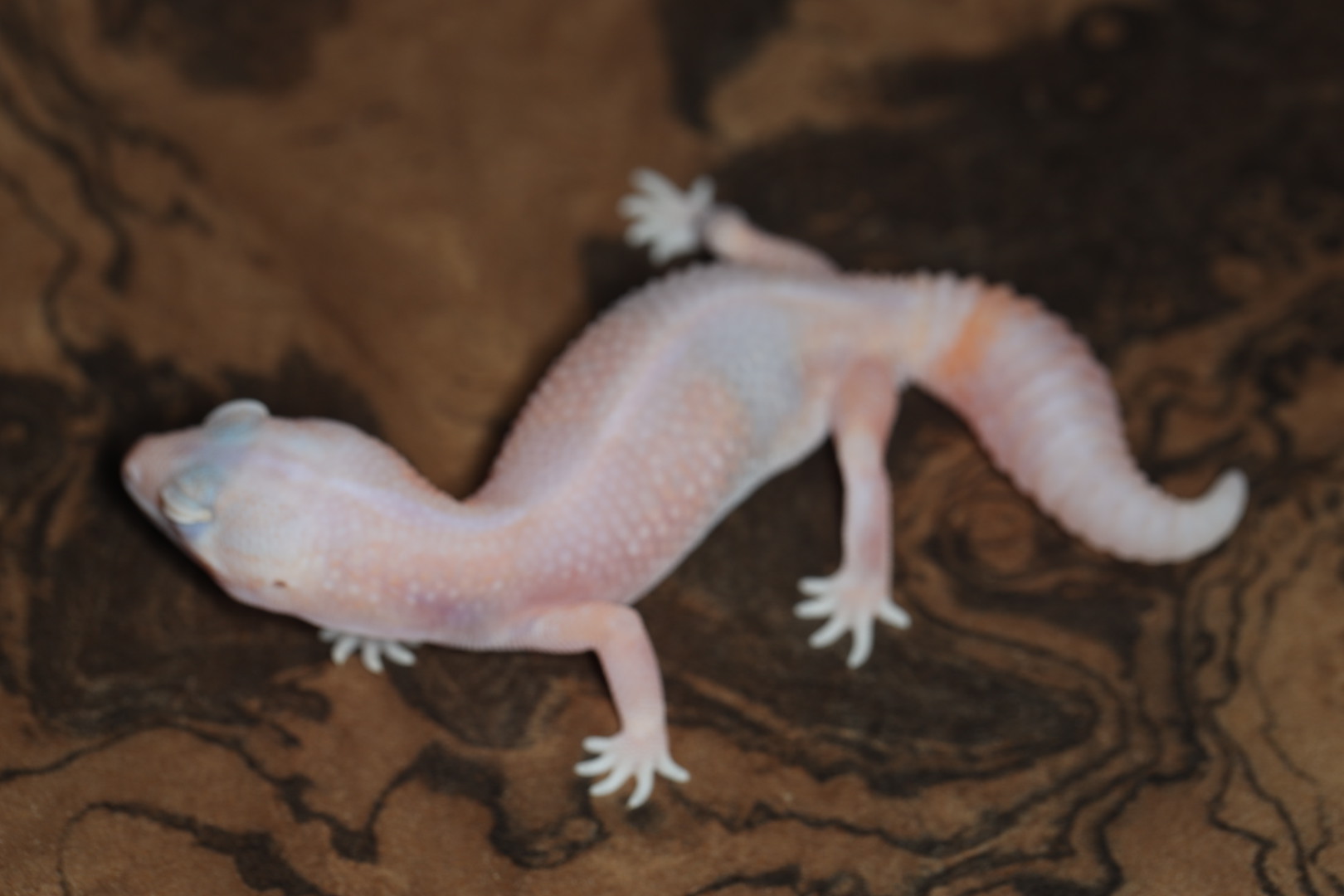 ニシアフリカトカゲモドキ レッドアイズールー