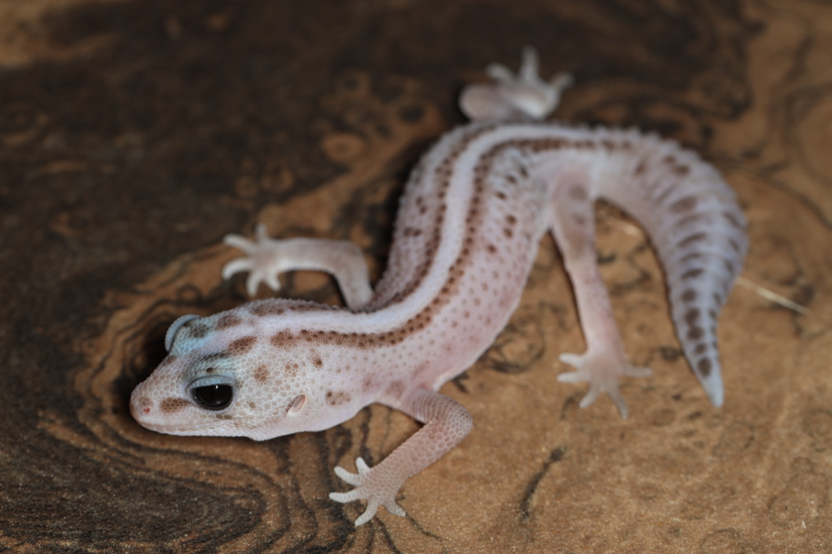 ニシアフリカトカゲモドキ ホワイトアウトオレオパタンレス