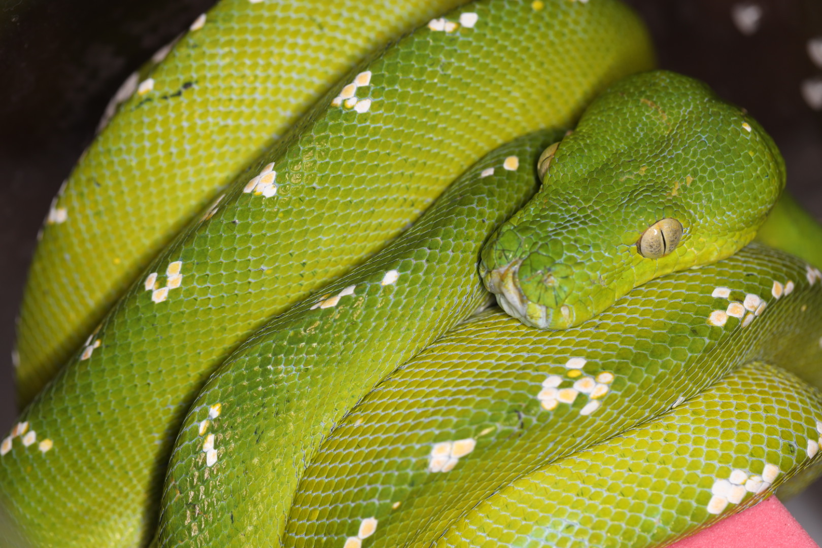 グリーンパイソン アルー