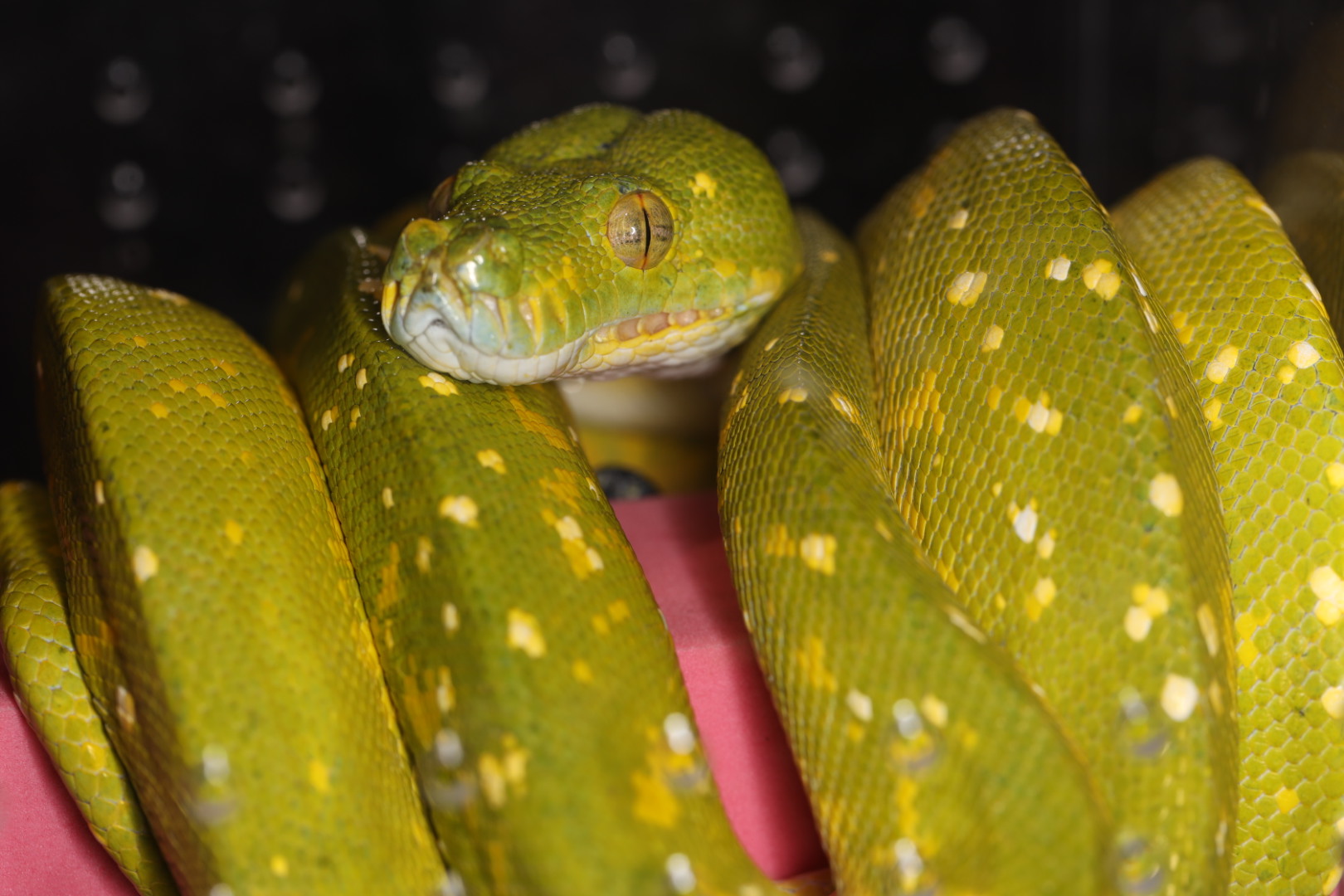 グリーンパイソン ビアク