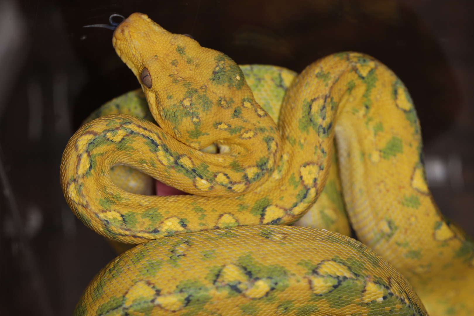 グリーンパイソン ビアク