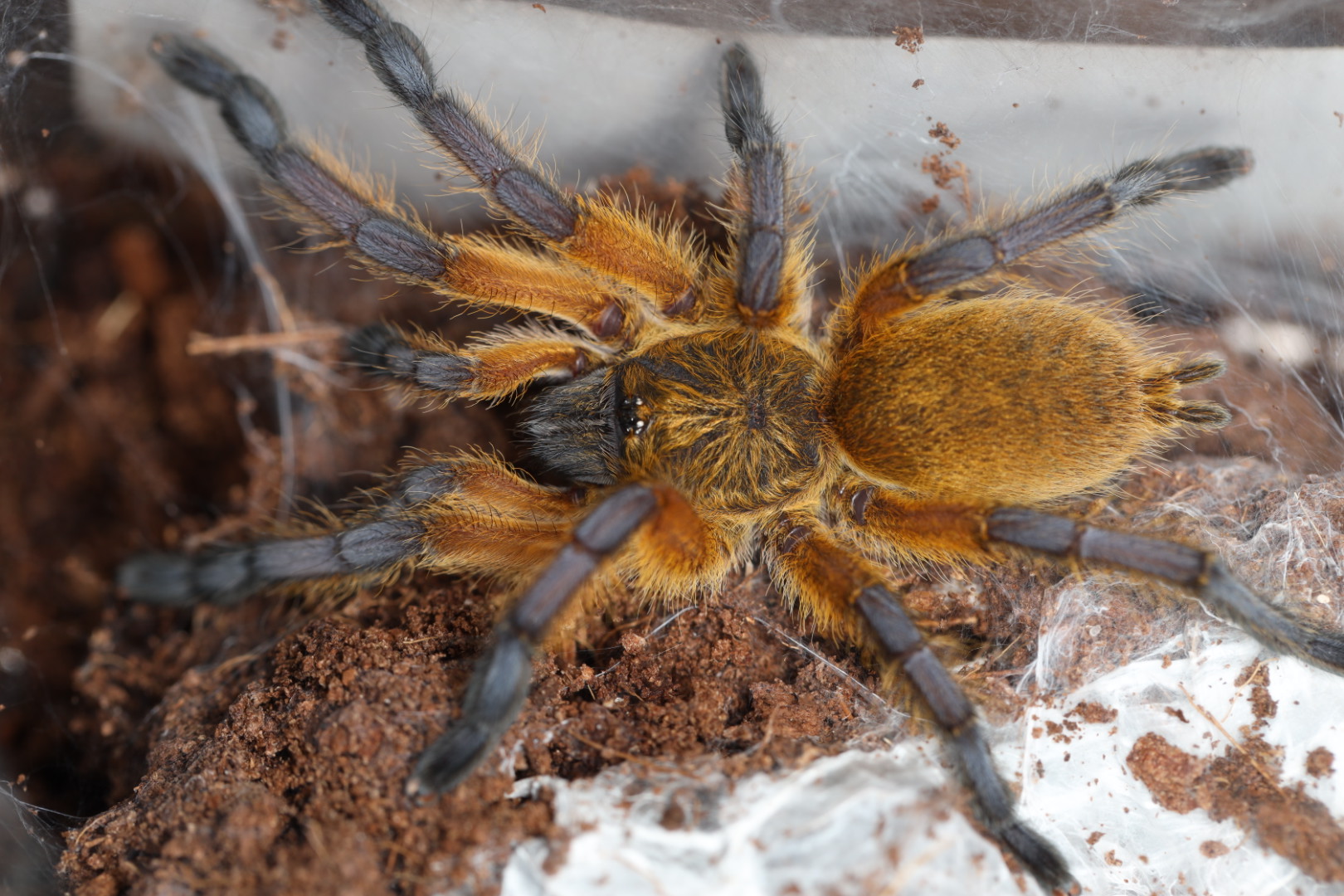 ゴールデンブルーフットバブーン