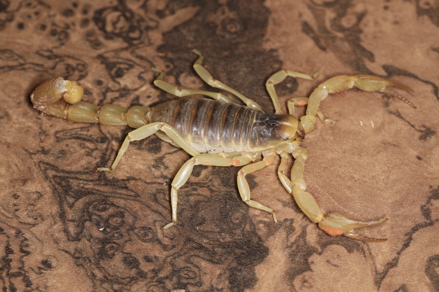 デザートヘアリースコーピオン