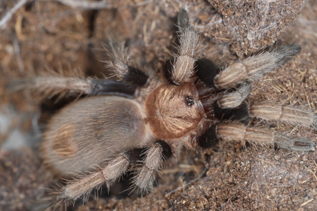 ミチョアカンレッドランプ