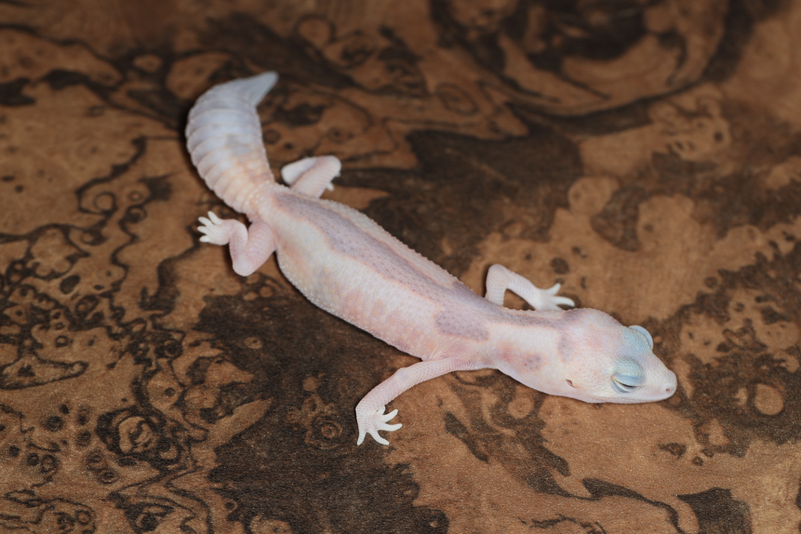 ニシアフリカトカゲモドキ ホワイトアウトゴーストズールー