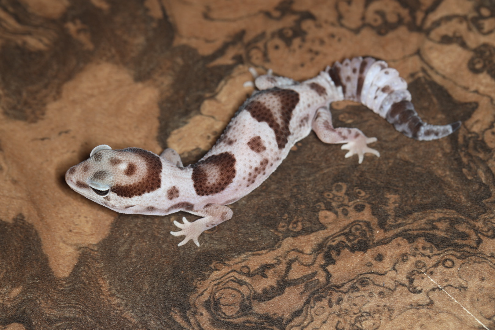 ニシアフリカトカゲモドキ ホワイトアウトオレオhetゴーストズールー