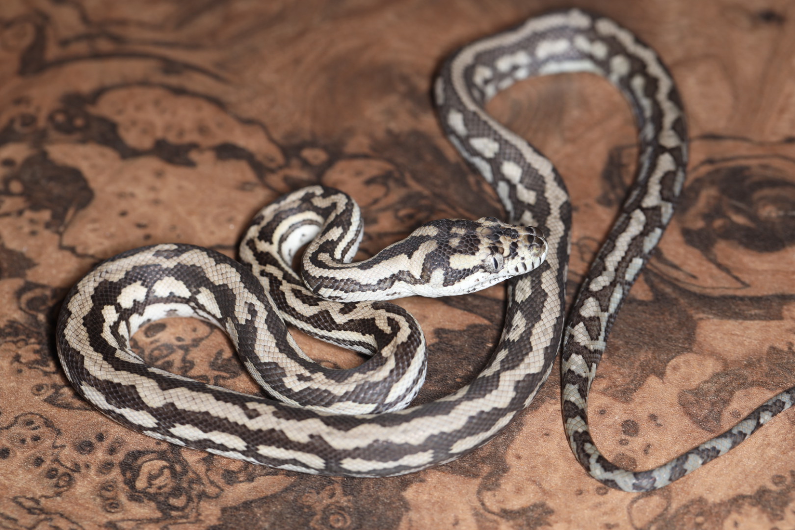 カーペットパイソン アザンティックhetグラナイト