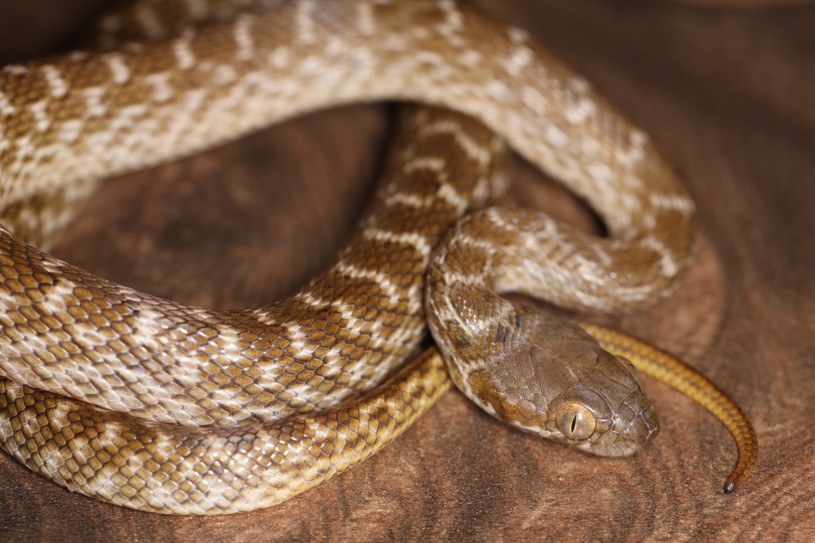 ニビイロアリノハハヘビ