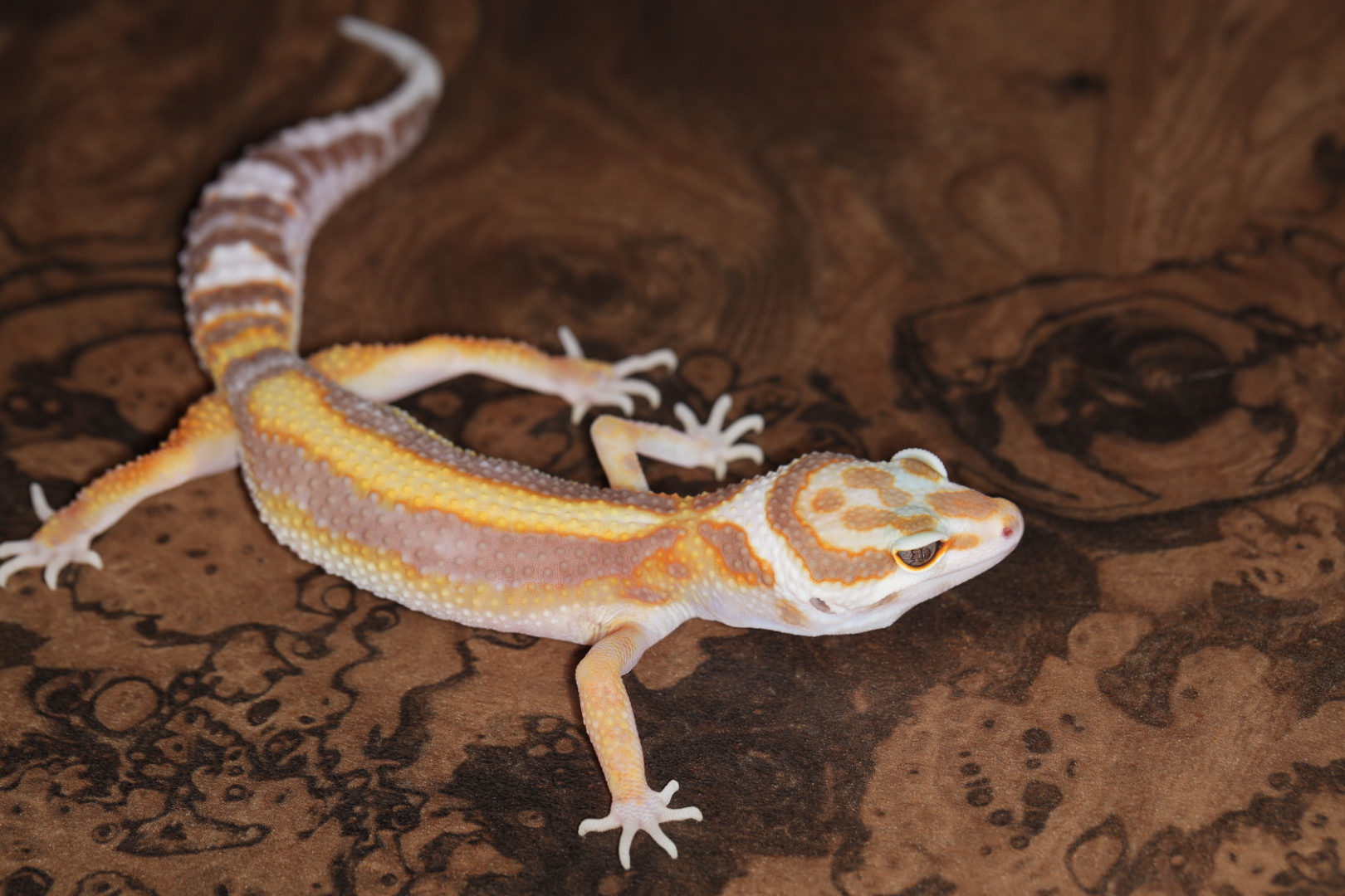 ヒョウモントカゲモドキ トレンパーバンディット