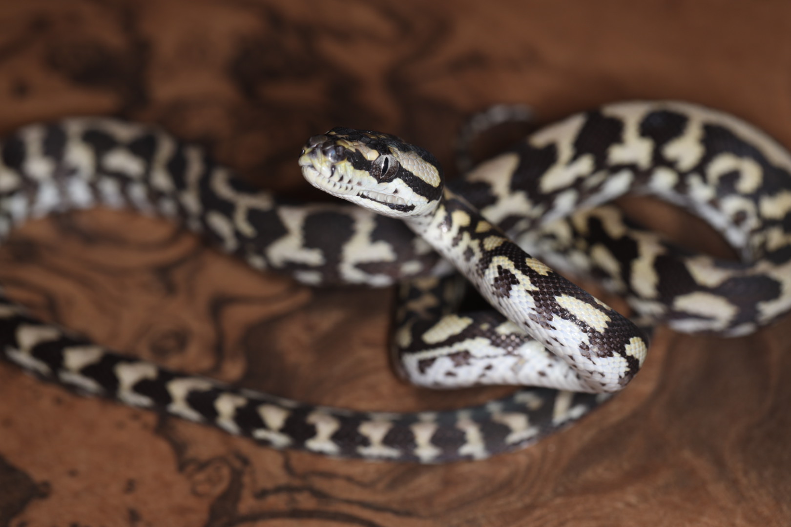 ジュラッテンジャングルカーペットパイソン