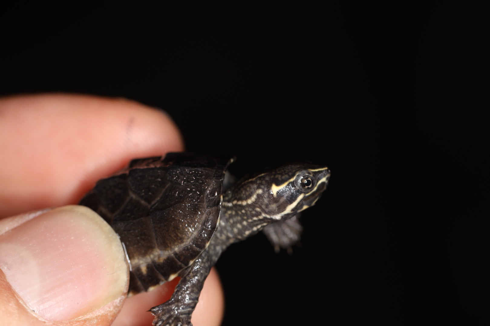 ミシシッピニオイガメ