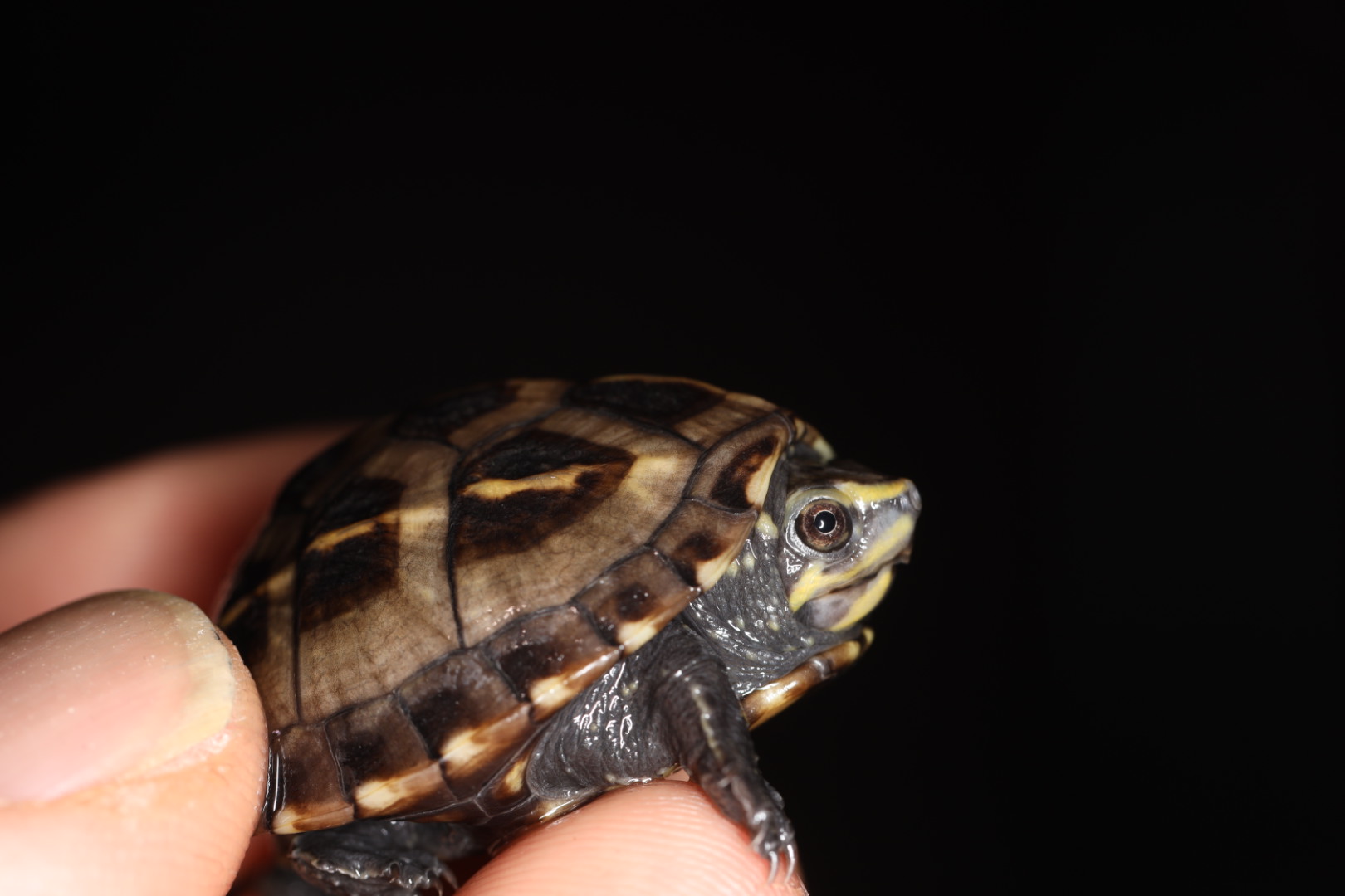 ミスジドロガメ